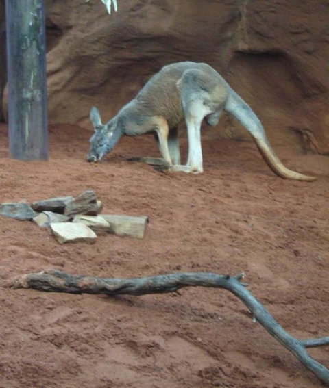 WILD LIFE Sydney Entrance Ticket - Restaurant Gold Coast 14