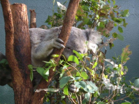 WILD LIFE Sydney Entrance Ticket - Restaurant Gold Coast 16