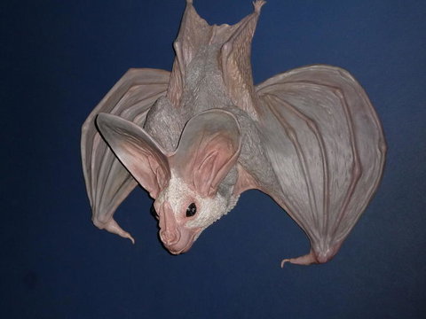 WILD LIFE Sydney Entrance Ticket - Restaurant Gold Coast 6