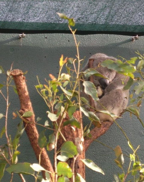 WILD LIFE Sydney Entrance Ticket - Restaurant Gold Coast 15