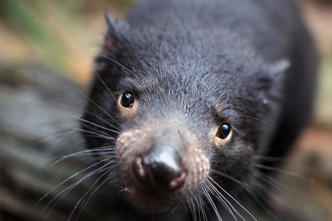 WILD LIFE Sydney Entrance Ticket - Restaurant Gold Coast 19