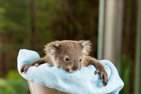 WILD LIFE Sydney Entrance Ticket - Restaurant Gold Coast 25