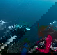 5-Hour Byron Bay Introductory Scuba Diving Tour - Restaurant Gold Coast