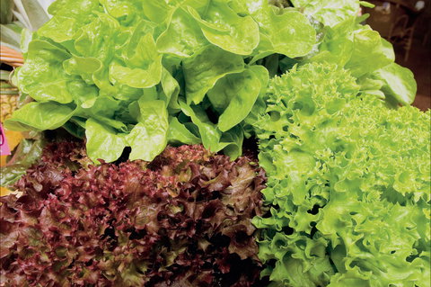 Apple Tree Creek - Restaurant Gold Coast 0