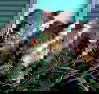 Cohunu Koala Park - Restaurant Gold Coast