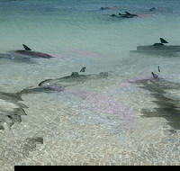 Dolphins of Monkey Mia - Restaurant Gold Coast