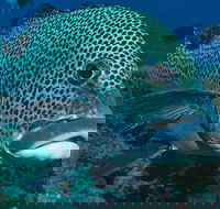 Fish Bowl Dive Site - Restaurant Gold Coast