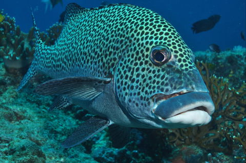 Fish Bowl Dive Site - Restaurant Gold Coast 0