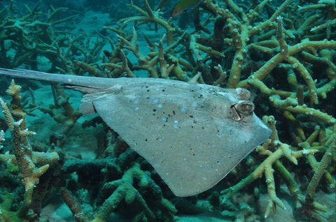 Fish Bowl Dive Site - Restaurant Gold Coast 1