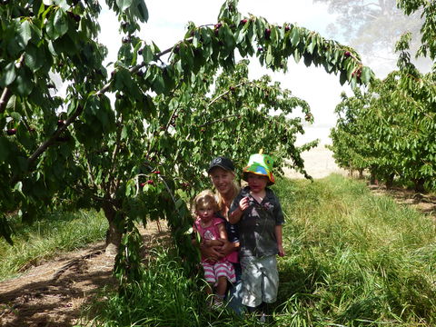 Harben Vale Pick Your Own Cherries - Restaurant Gold Coast 0