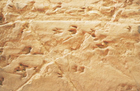 Lark Quarry Conservation Park - Restaurant Gold Coast 2