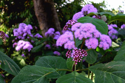 Laurel Bank Park - Restaurant Gold Coast 2