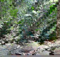 Lyrebird track - Restaurant Gold Coast
