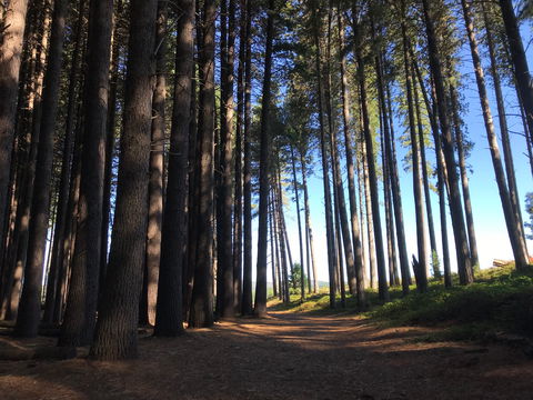 Mountain Bike Trails Tumbarumba - Restaurant Gold Coast 0