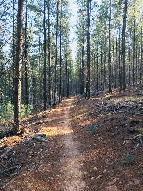 Mountain Bike Trails Tumbarumba - Restaurant Gold Coast 1
