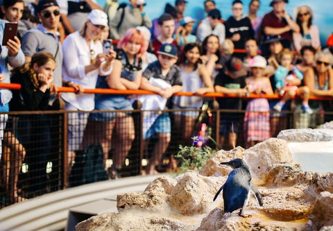 Penguin Island - Restaurant Gold Coast 2