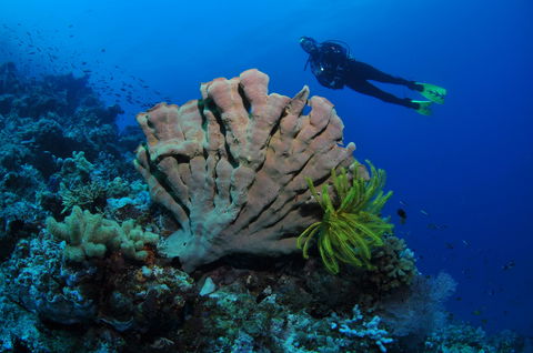 Pixie Pinnacle Dive Site - Restaurant Gold Coast 1