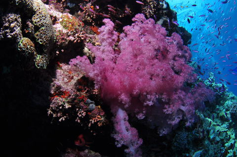 Pixie Pinnacle Dive Site - Restaurant Gold Coast 2