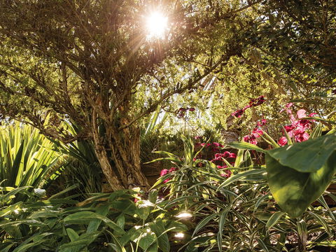 Wendy Whiteley's Secret Garden - Restaurant Gold Coast 1