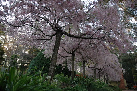 Wildwood Garden - Restaurant Gold Coast 0