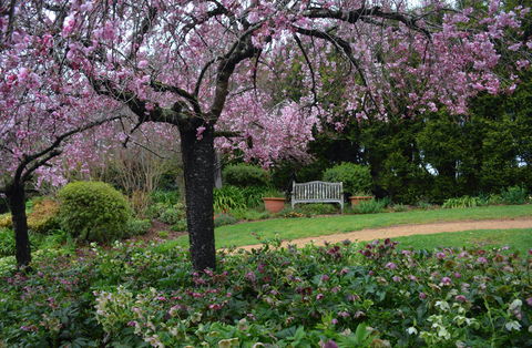Wildwood Garden - Restaurant Gold Coast 2