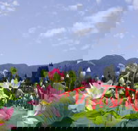 Blue Lotus Water Garden - Restaurant Gold Coast