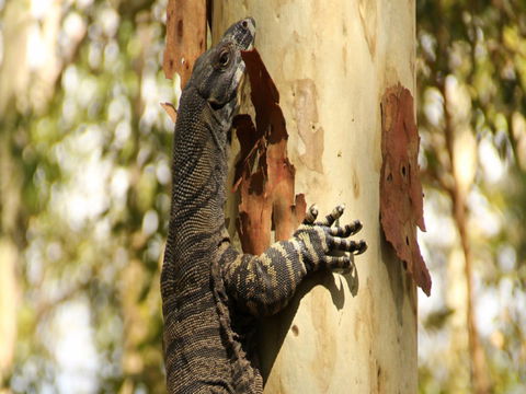 Blue Gum Hills Regional Park - Restaurant Gold Coast 0