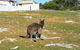 Cape Borda Lightstation - Flinders Chase National Park - thumb 0