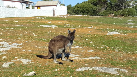 Cape Borda Lightstation - Flinders Chase National Park - Restaurant Gold Coast 0