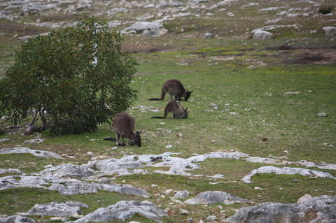 Cape Borda Lightstation - Flinders Chase National Park - Restaurant Gold Coast 2