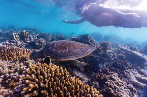Complete Ningaloo Reef Experience - Restaurant Gold Coast 0