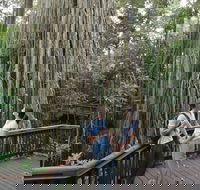 Curtain Fig Tree Yungaburra - Restaurant Gold Coast