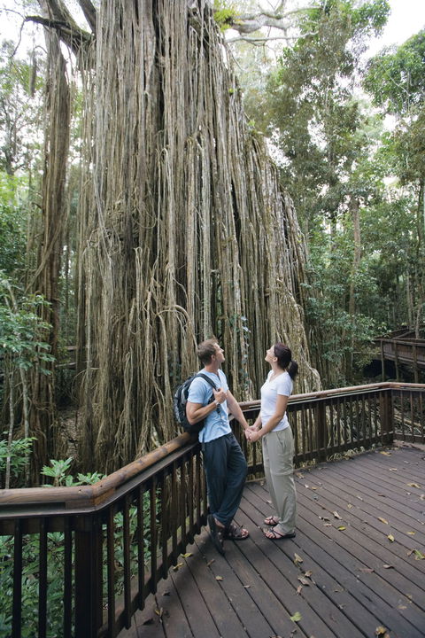 Curtain Fig Tree, Yungaburra - Restaurant Gold Coast 0