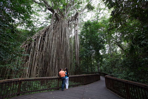 Curtain Fig Tree, Yungaburra - Restaurant Gold Coast 1