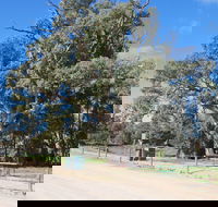 Giant Gum Tree - Restaurant Gold Coast