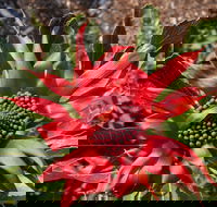 Inverawe Native Gardens - Restaurant Gold Coast
