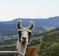 Llama Walks Tasmania - Restaurant Gold Coast