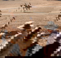 Monarto Safari Park - Restaurant Gold Coast