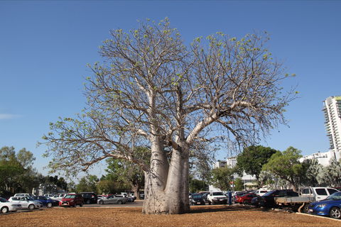 Old Boab Tree In Cavenagh Street - Restaurant Gold Coast 0