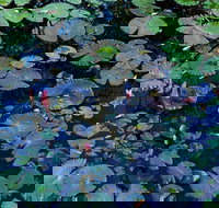 Pine Creek Water Gardens - Restaurant Gold Coast