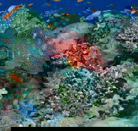 Steve's Bommie Dive Site - Restaurant Gold Coast