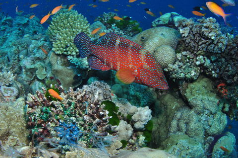 Steve's Bommie Dive Site - Restaurant Gold Coast 0