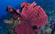 Steve's Bommie Dive Site - thumb 1