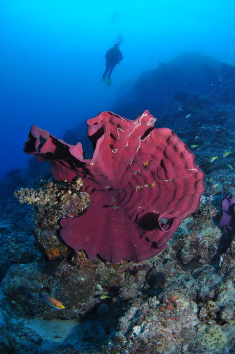 Steve's Bommie Dive Site - Restaurant Gold Coast 1