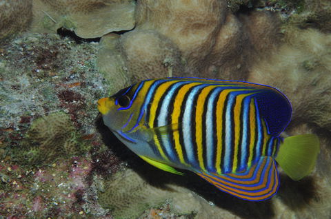 Steve's Bommie Dive Site - Restaurant Gold Coast 2