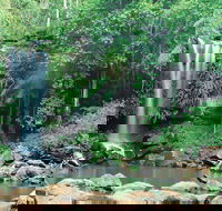 Tamborine National Park - Restaurant Gold Coast
