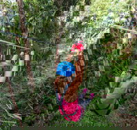 TreeTop Challenge - Sunshine Coast - Restaurant Gold Coast