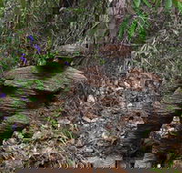 Understory Art In Nature - Restaurant Gold Coast