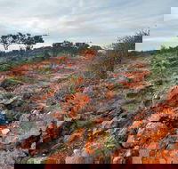Western Ridge Walk - Restaurant Gold Coast