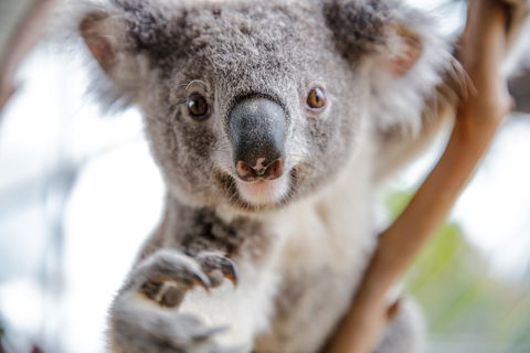 Wild Life Sydney Zoo - Restaurant Gold Coast 0
